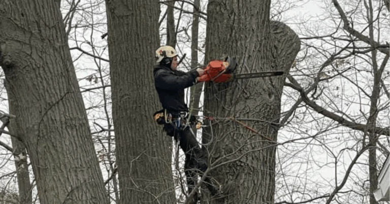 Land Clearing Services: Essential Solutions for Your Property Development